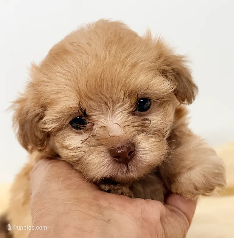 Luke – Pomapoo puppy for sale in Northport, AL