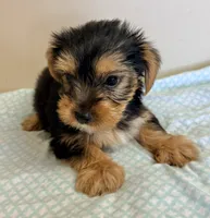 Carson, a male Yorkshire Terrier for sale in Northport, AL – 2 of 3