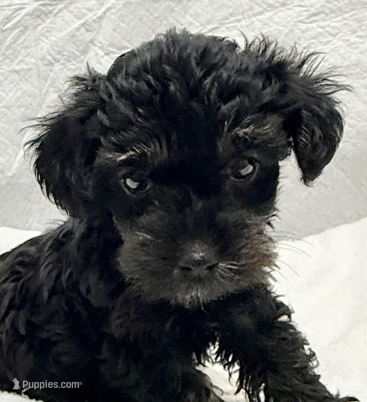 Raven – Yorkipoo puppy for sale in Northport, AL