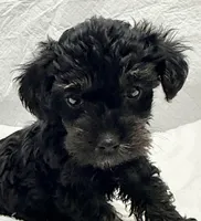 Raven, a female Yorkipoo for sale in Northport, AL – 1 of 4