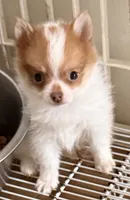CoCo, a female Maltipom for sale in Northport, AL – 2 of 2
