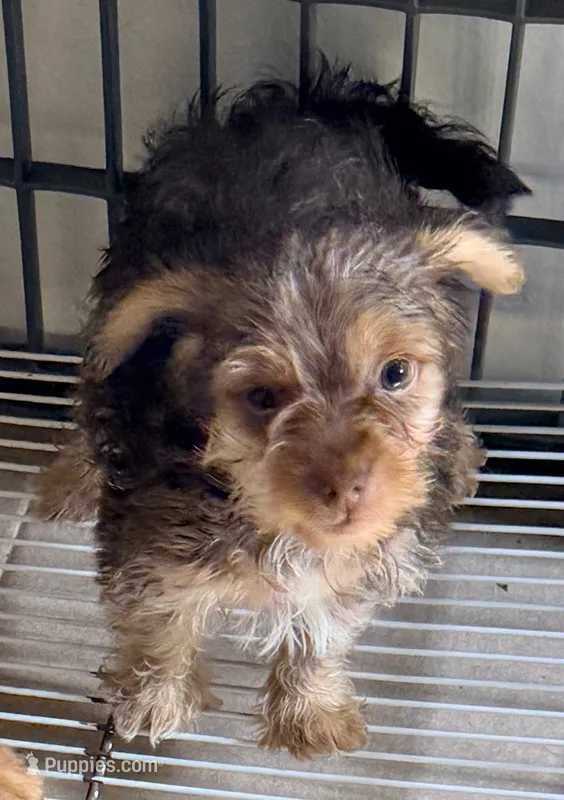 Trevor – Yorkipoo puppy for sale in Northport, AL