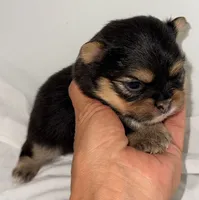 Dixie, a female Pomeranian and Yorkshire Terrier for sale in Northport, AL – 4 of 4