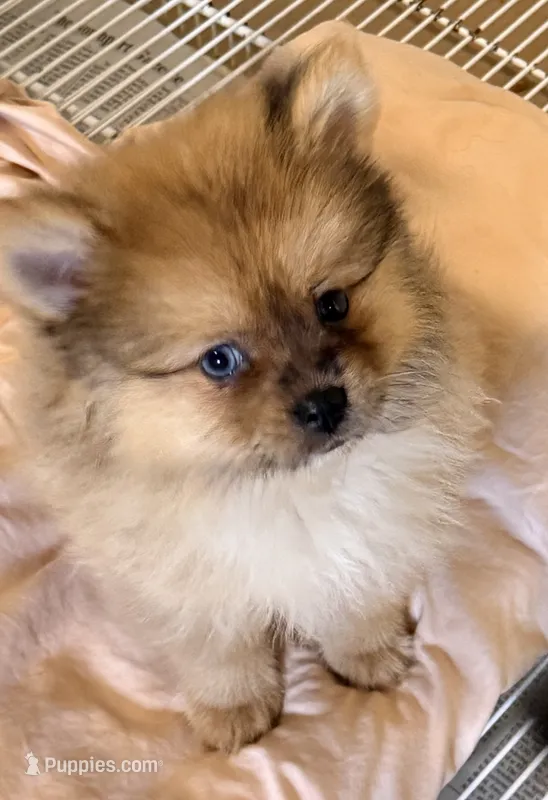 Noah – Pomeranian puppy for sale in Northport, AL