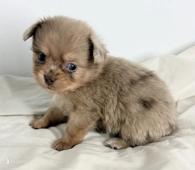 Snickers – Shiranian puppy for sale in Northport, AL