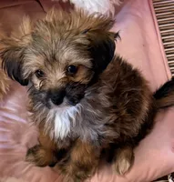 Sophie, a female Maltese and Shih Tzu for sale in Northport, AL – 4 of 5