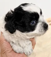 Samson, a male Shihpoo for sale in Northport, AL – 4 of 4