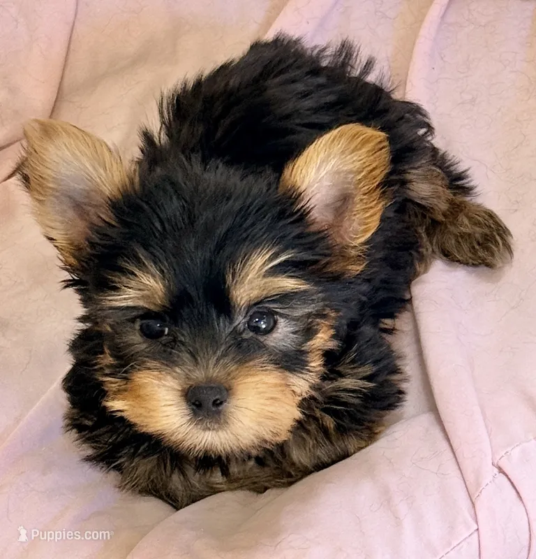 Tucker – Yorkshire Terrier puppy for sale in Northport, AL