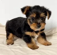 Sadie, a female Yorkshire Terrier for sale in Northport, AL – 3 of 3