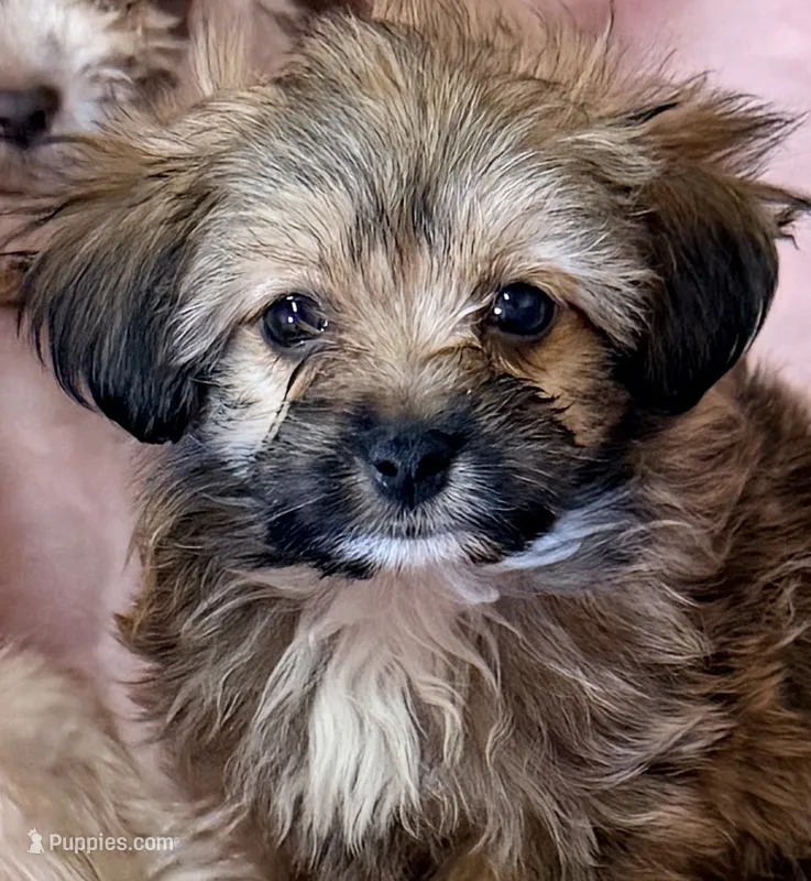 Sophie – Mal Shi puppy for sale in Northport, AL