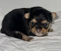Dixie, a female Pomeranian and Yorkshire Terrier for sale in Northport, AL – 2 of 4