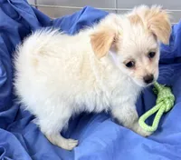 Ella, a female Maltese and Pomeranian for sale in Northport, AL – 3 of 5