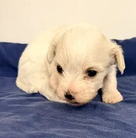 Blake, a male Maltipoo for sale in Northport, AL – 1 of 4
