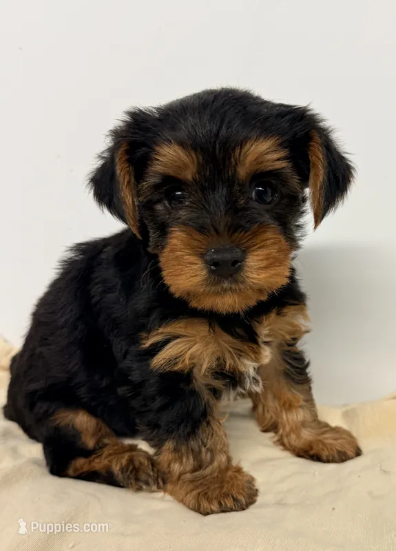 Lucas – Morkie puppy for sale in Northport, AL