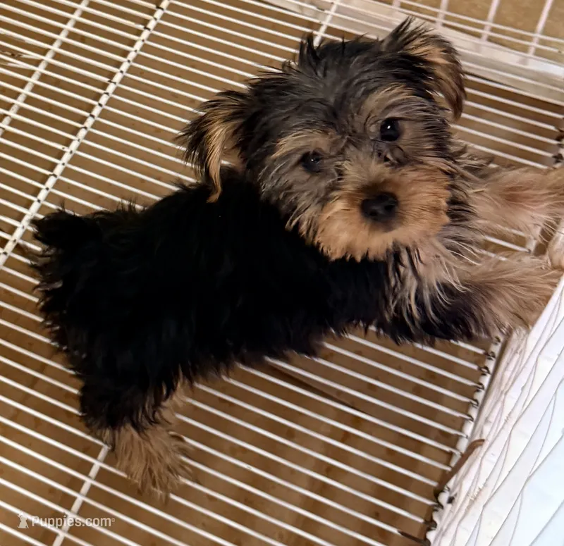 Milly – Yorkshire Terrier puppy for sale in Northport, AL