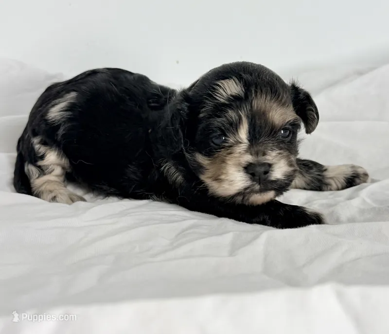 Belle – Yorkipoo puppy for sale in Northport, AL