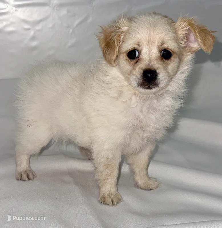 Ella – Maltipom puppy for sale in Northport, AL