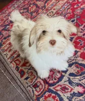 Sasha, a female Mal Shi for sale in Northport, AL – 5 of 5