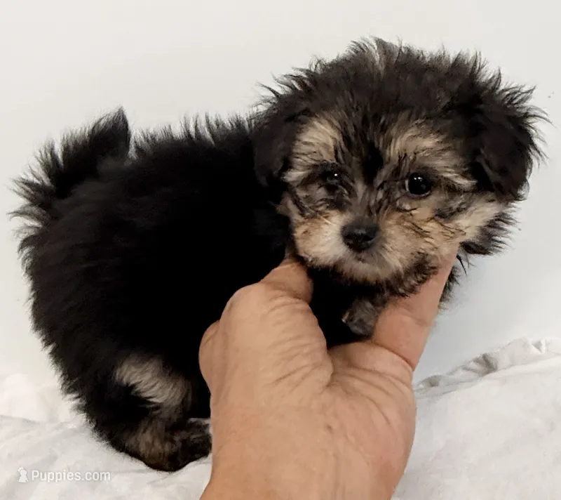 Jackson – Pomapoo puppy for sale in Northport, AL