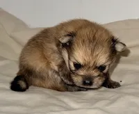 Trevor, a male Pomeranian for sale in Northport, AL – 2 of 3