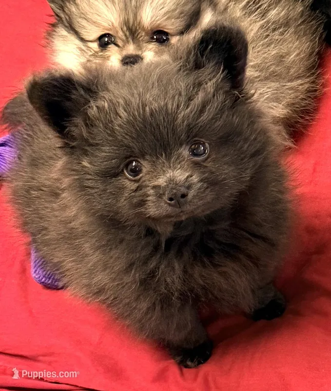 Bama – Pomeranian puppy for sale in Northport, AL