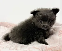 Bama, a male Pomeranian for sale in Northport, AL – Photo 3 of 3