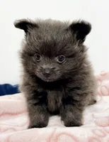 Bama, a male Pomeranian for sale in Northport, AL – Photo 1 of 3