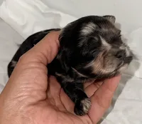 Belle, a female Yorkipoo for sale in Northport, AL – 3 of 4