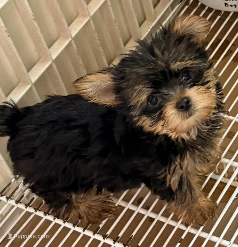 Dawson – Yorkshire Terrier puppy on hold in Northport, AL
