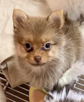 Fiona, a female Pomeranian for sale in Northport, AL – 4 of 4