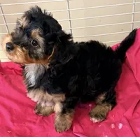 Emma, a female Yorkipoo for sale in Northport, AL – 6 of 6