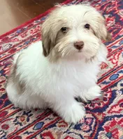 Sasha, a female Mal Shi for sale in Northport, AL – 4 of 5