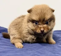 Lexie, a female Pomeranian for sale in Northport, AL – 3 of 3