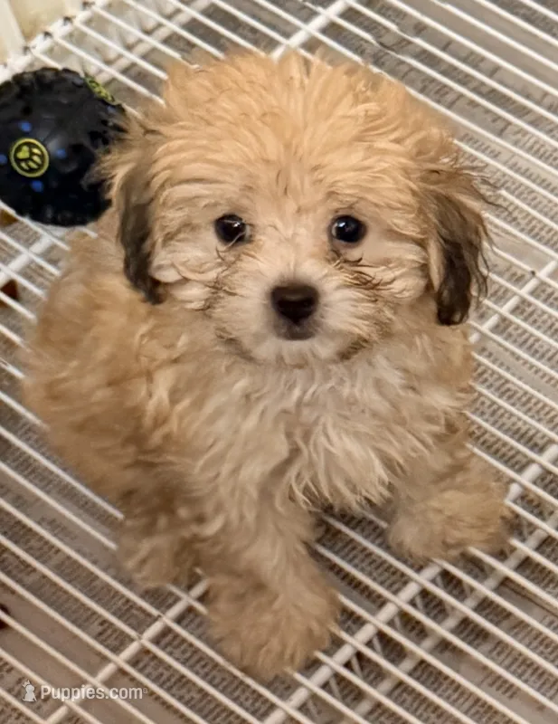 Bama – Pomapoo puppy for sale in Northport, AL
