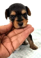 Jasmine, a female Yorkipoo for sale in Northport, AL – 1 of 4