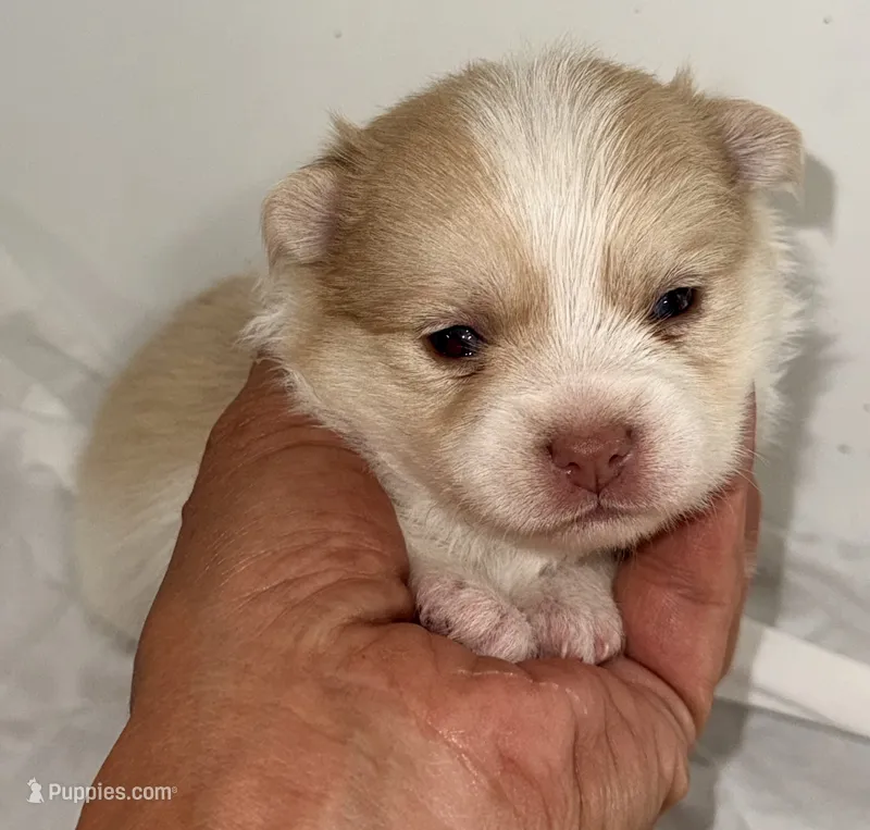 CoCo – Pomeranian, Yorkshire Terrier puppy for sale in Northport, AL