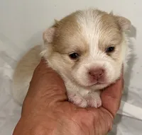 CoCo, a female Pomeranian and Yorkshire Terrier for sale in Northport, AL – 1 of 4
