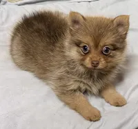 Luna, a female Pomeranian for sale in Northport, AL – 4 of 5