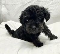 Raven, a female Yorkipoo for sale in Northport, AL – 3 of 4