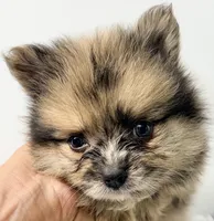 Dakota, a male Pomeranian for sale in Northport, AL – 1 of 6