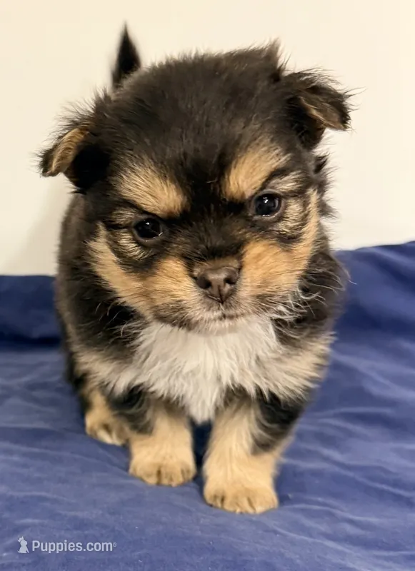 Dixie – Maltipom puppy for sale in Northport, AL