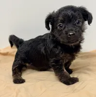 Katie, a female Yorkipoo for sale in Northport, AL – 2 of 3