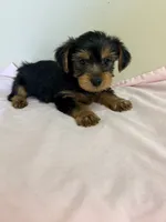 Parker, a male Yorkshire Terrier for sale in Northport, AL – 3 of 3
