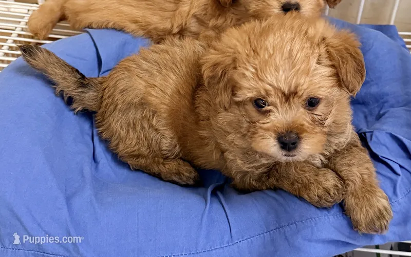 Jacob – Maltipoo puppy for sale in Northport, AL