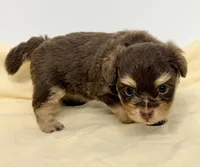 Dixie, a female Pomapoo for sale in Northport, AL – 4 of 4