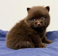 Logan, a male Pomeranian for sale in Northport, AL – 4 of 4