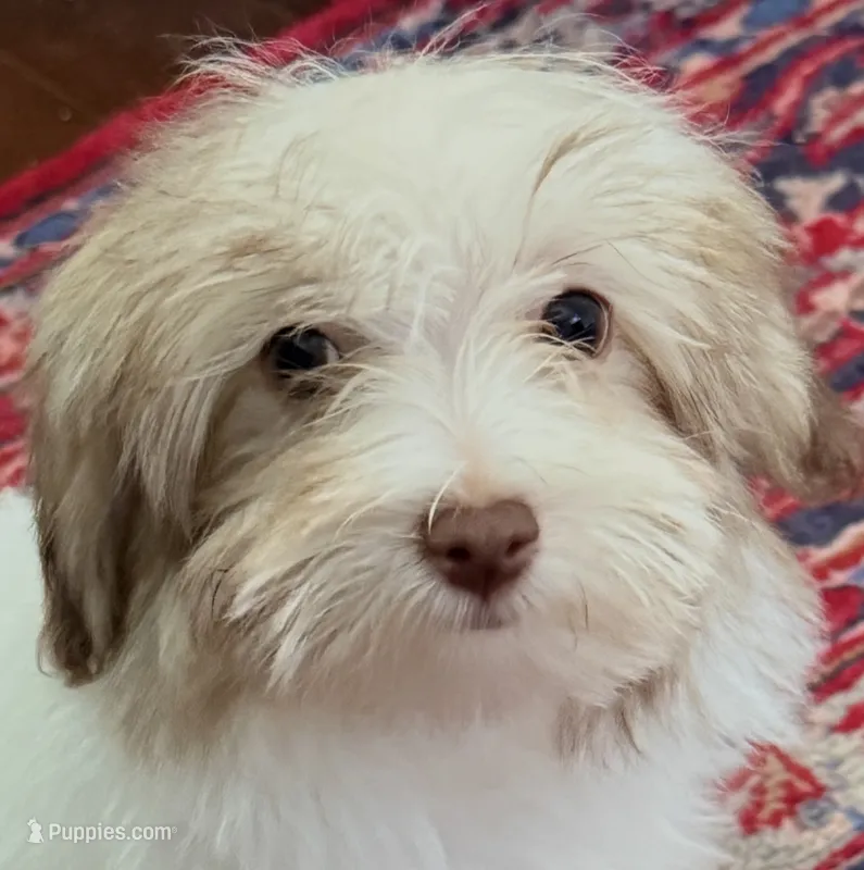 Sasha – Mal Shi puppy for sale in Northport, AL