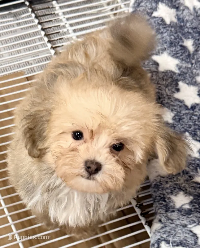 Peyton – Morkie puppy for sale in Northport, AL