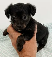 Calie, a female Yorkipoo for sale in Northport, AL – 2 of 4