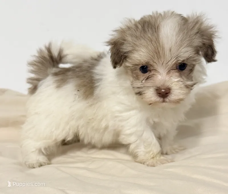 Dixie – Mal Shi puppy for sale in Northport, AL